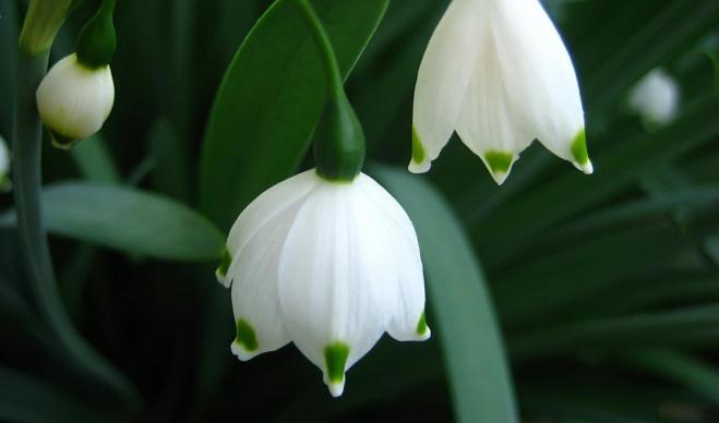 lilies of the valley in the forest