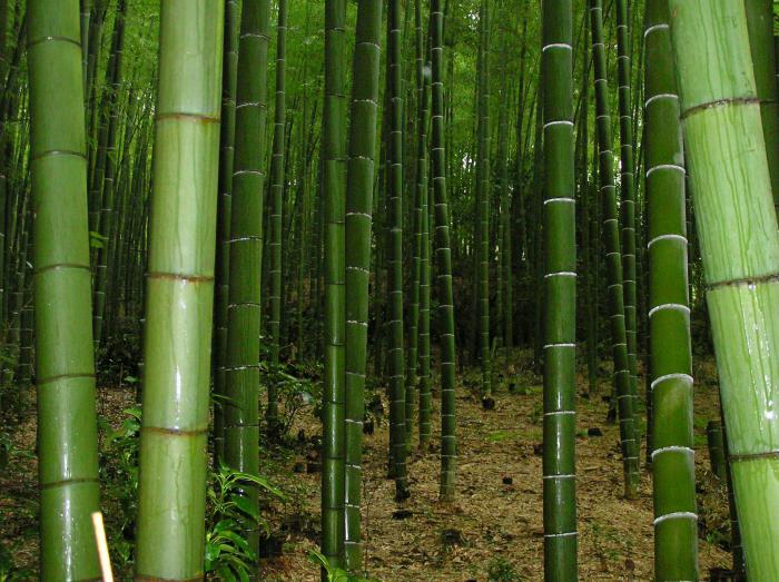 бамбук трава