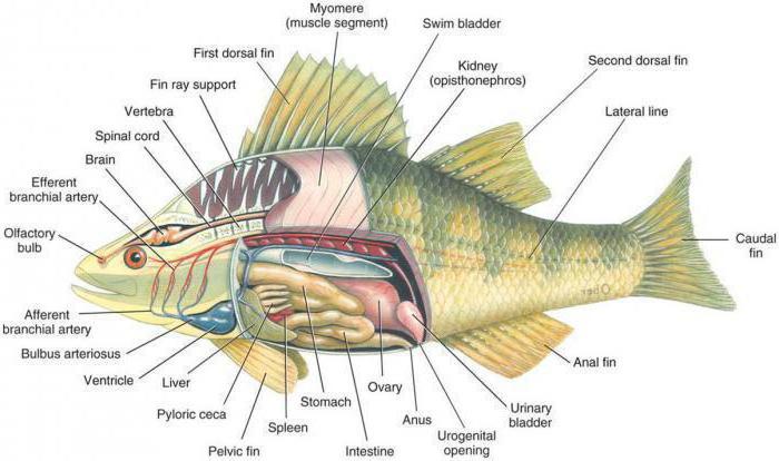форма тела рыбы
