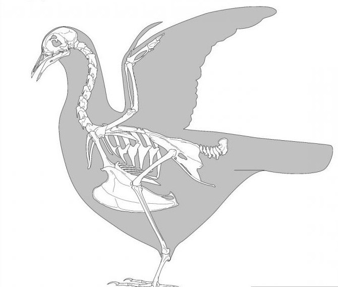 скелет птицы