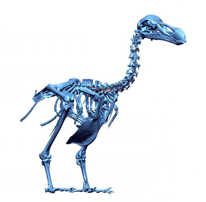 строение скелета птицы