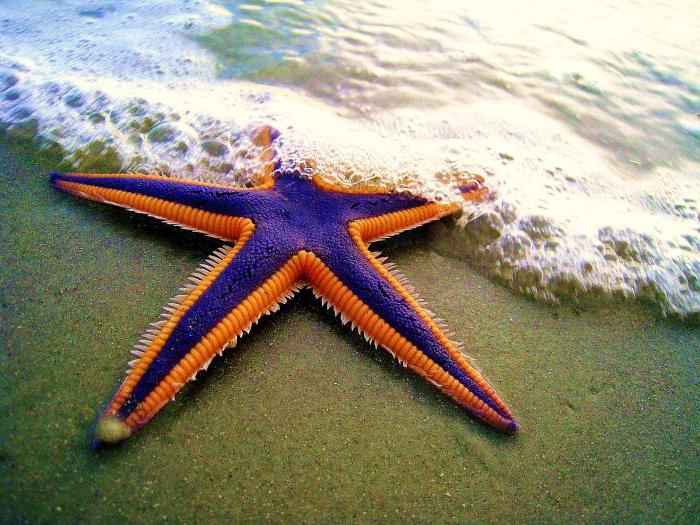 морская звезда фото