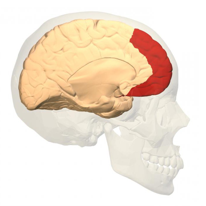 кора головного мозга зоны коры головного мозга