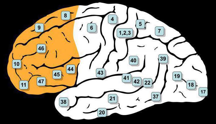 зоны коры головного мозга