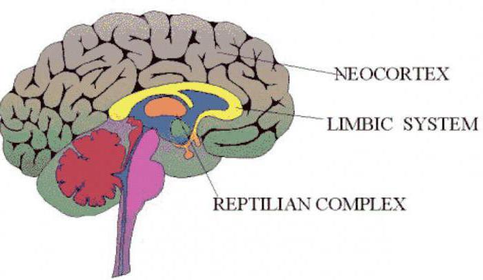 двигательная зона коры головного мозга расположена в