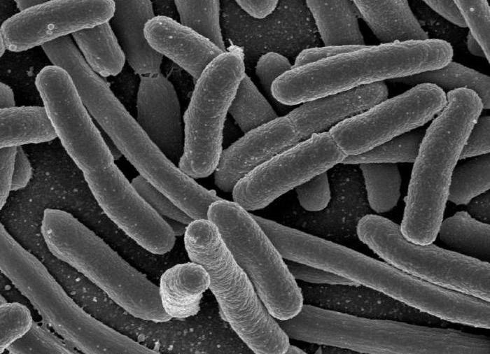 бактерии в организме человека