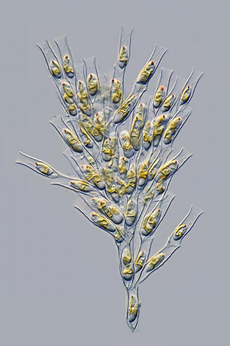 золотистые водоросли виды