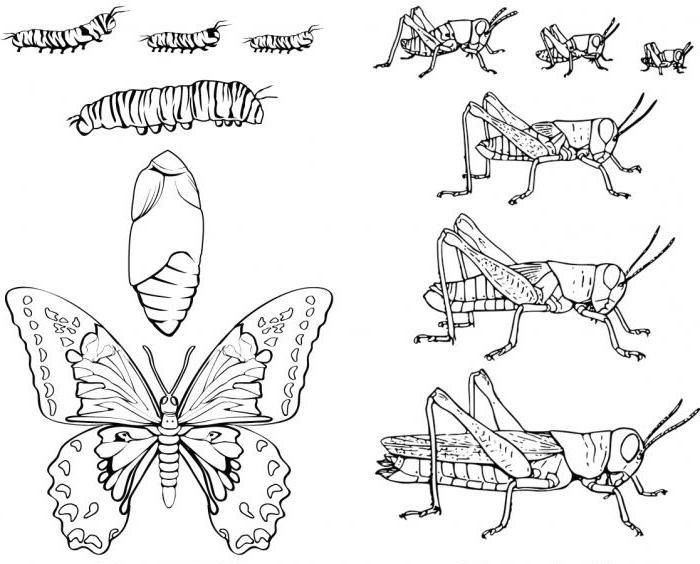 Схема саранчи и бабочки