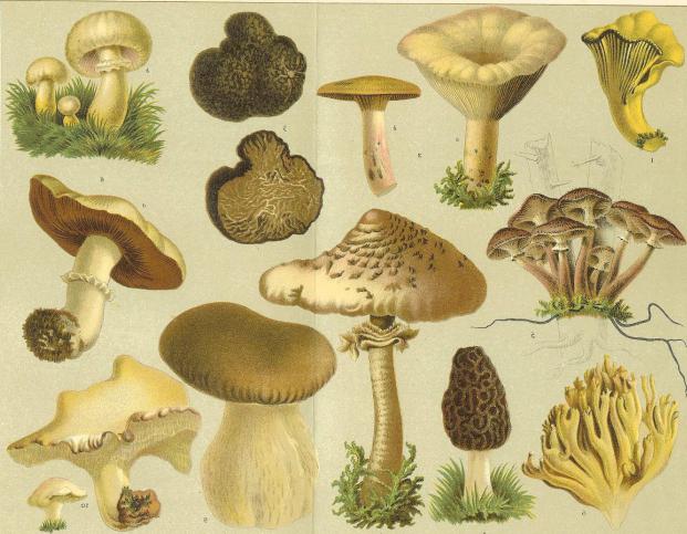 грибы общая характеристика