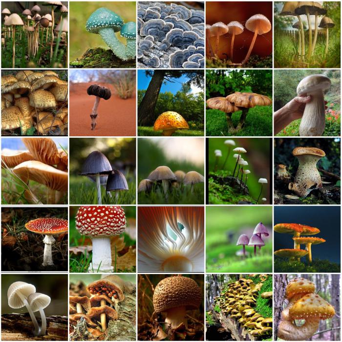 общая характеристика грибов 7 класс