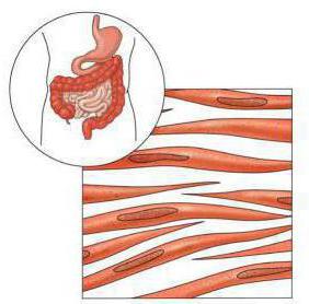 виды мышечных тканей рисунки