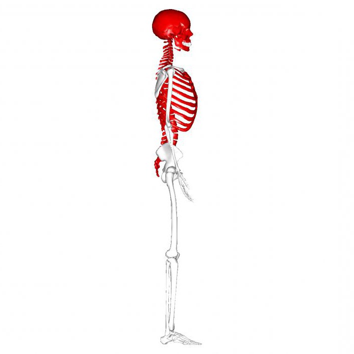 осевой и добавочный скелет