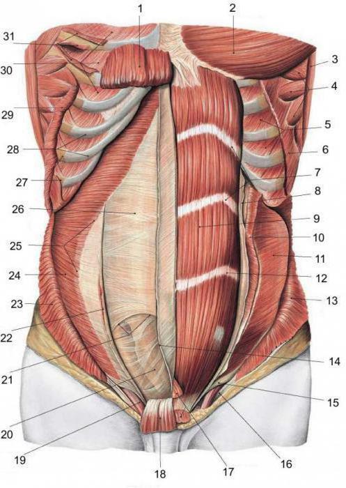 мышцы туловища анатомия