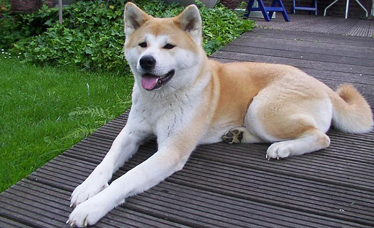 Akita breed