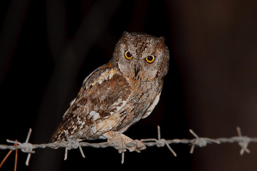 domestic dwarf owls