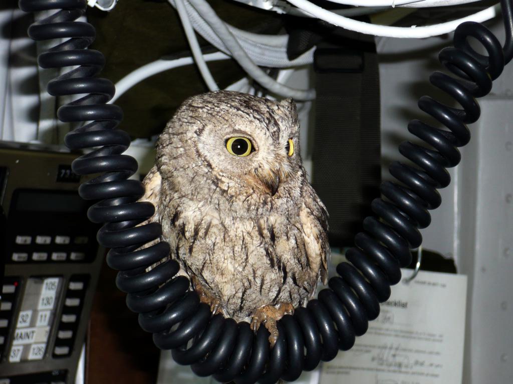 Dwarf owl at home