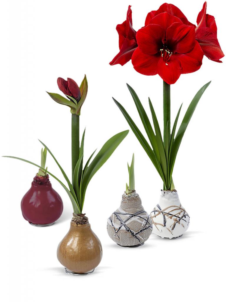 Amaryllis grows from a bulb