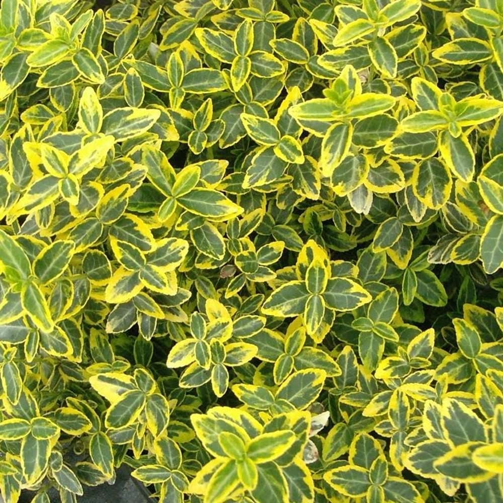 Разновидность бересклета с зелеными листьям и желтой каймой