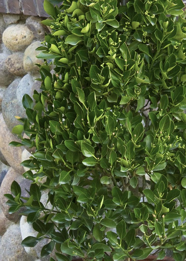 Бересклет японский - эффектное садовое растение