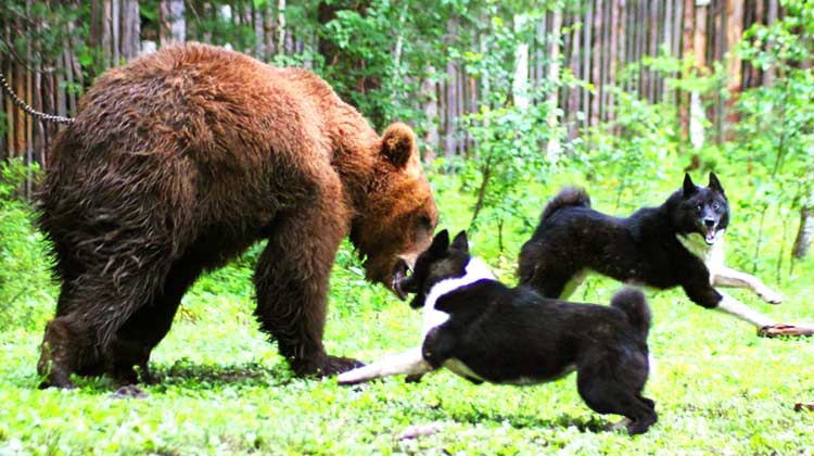 Русско-европейские лайки и медведь
