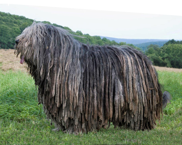 Bergamo Sheepdog - dog with dreadlocks