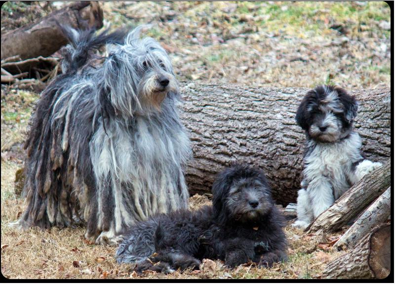 Бергамская собака со щенками