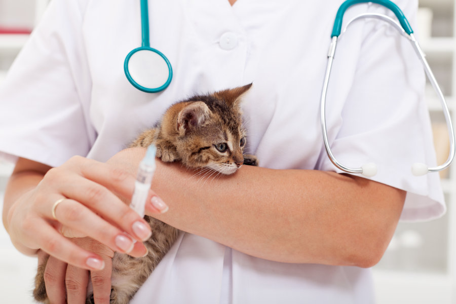 Лечение кошки от панлейкопении
