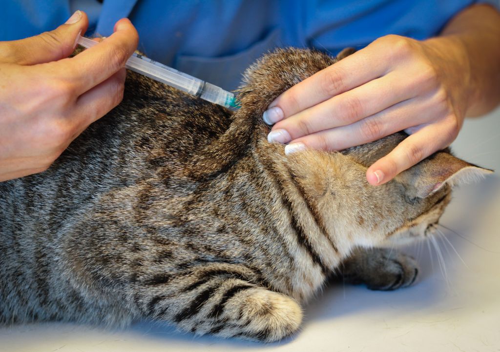 Вакцинация кошек от панлейкопении