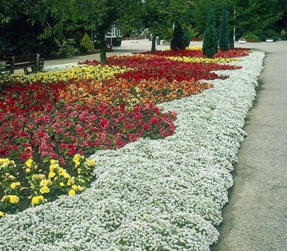 Alyssum in landscape design