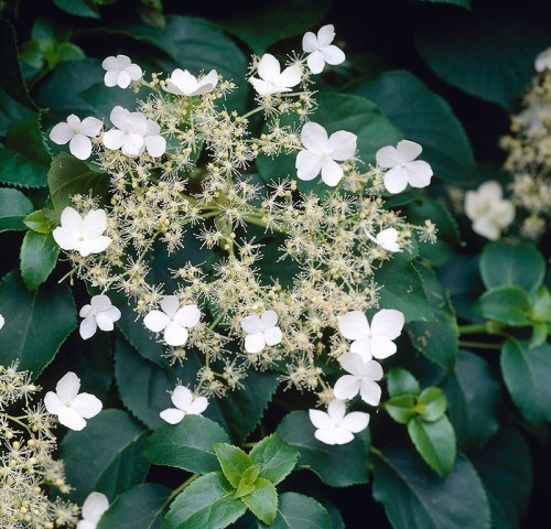 Белые цветки черешковой гортензии