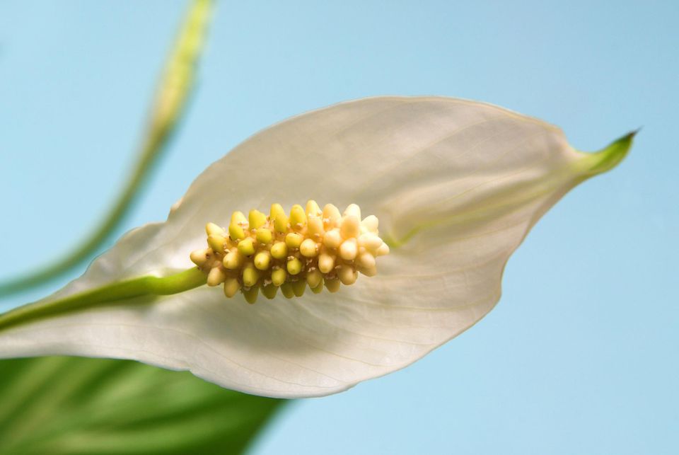 Спатифиллум цветет 1-2 раза в год