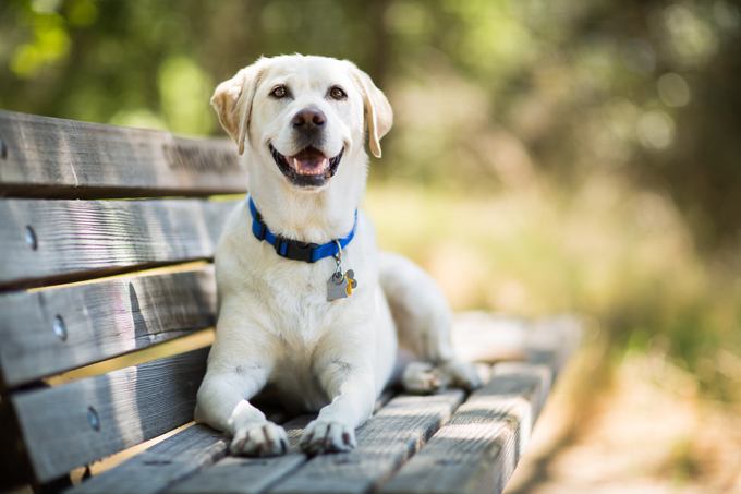 Labrador is a peaceful animal