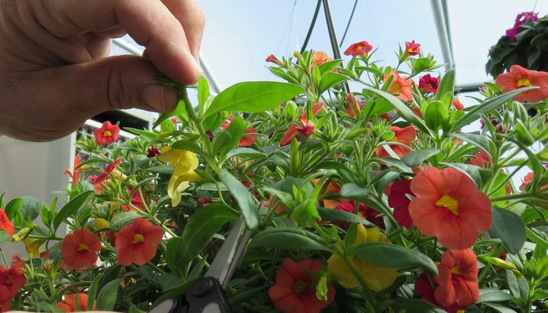 Scissors removal of long shoots