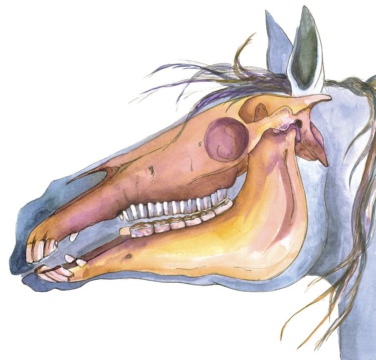 Зубы лошади