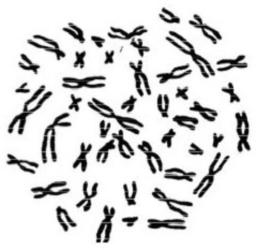 клеточное ядро хромосомы