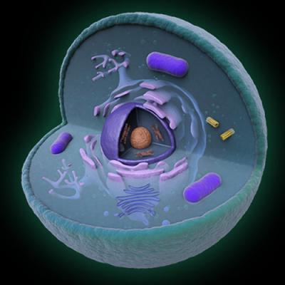  клеточное ядро строение и функции