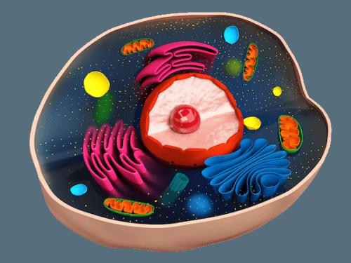  органоид клеточного ядра