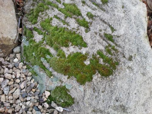 скудная растительность Антарктиды - мох