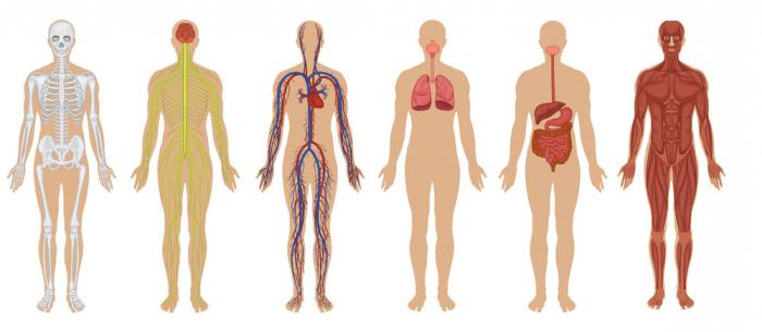 topographic anatomy is