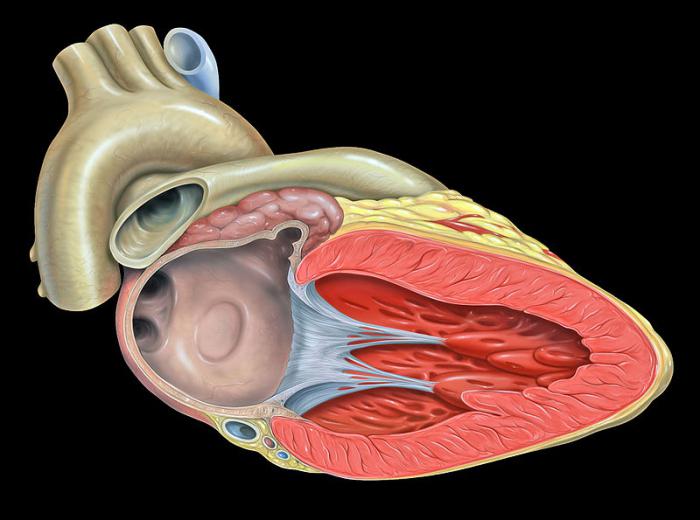 anatomy in which class