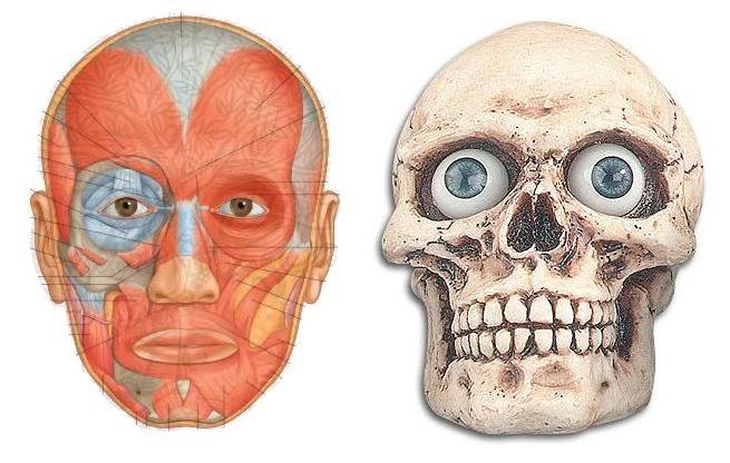 мимические мышцы лица анатомия