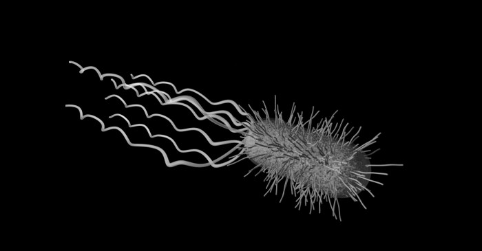 формы бактериальных клеток