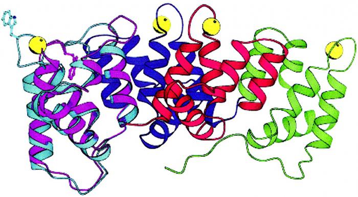 состав и строение белков