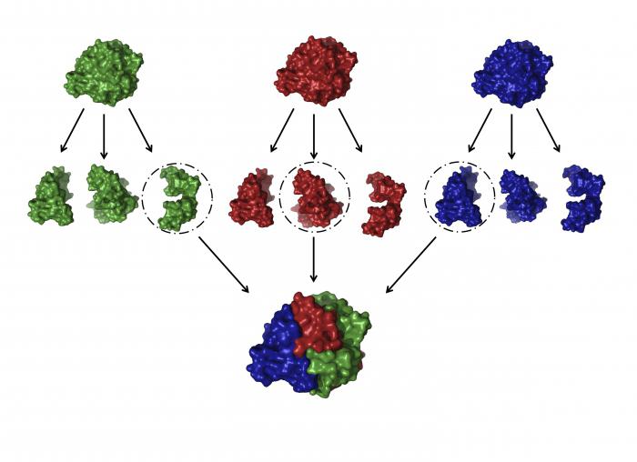 белки строение и функции белков