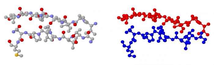 the structure of carbohydrate molecules