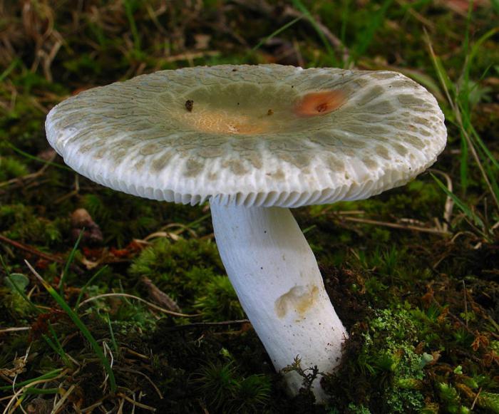 грибы строение тела