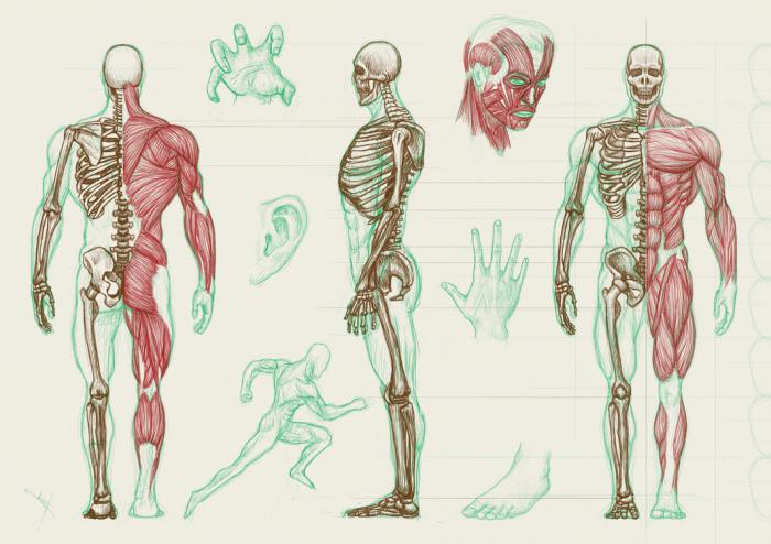 diagram of human bodies and channels