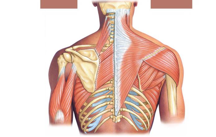 human lymphatic system scheme