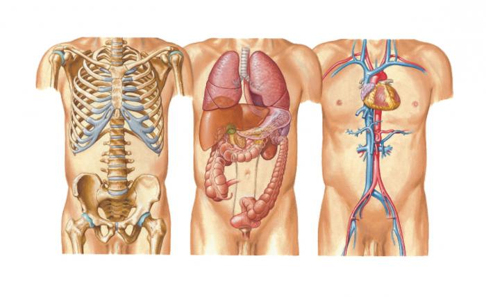 human body scheme