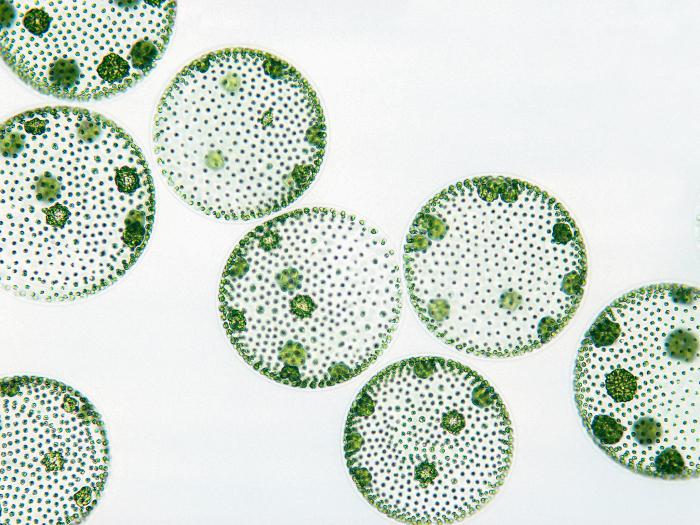 одноклеточные водоросли
